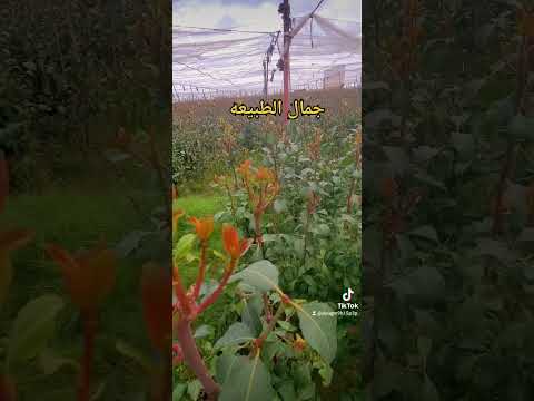 مزارع القات اكبر مزرعه قات في العالم