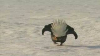 orrfugl black grouse 2009