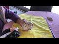 Goose egg carving with decoupage