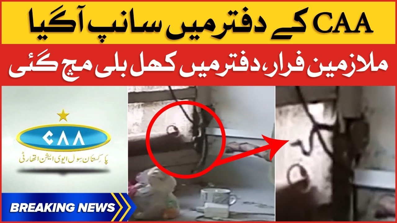 Shocking Video of Snake Spotted at CAA Office | Viral Video | Breaking News
