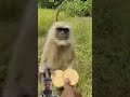 #funny #monkey #comedy #cute #cat #youtubeshorts #video
