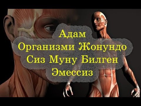 Адам Организми Жонундо Сиз Билбеген Кызыктуу Фактылар /2018