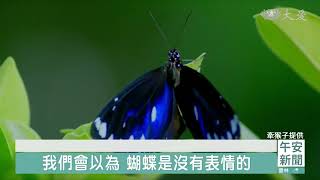 和人一樣有表情 《消失的紫斑蝶》留下翩翩身影