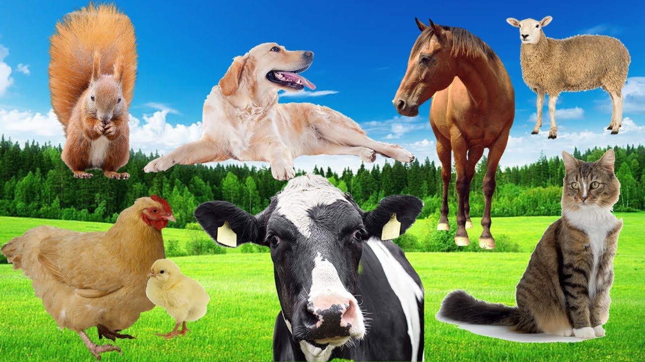 Farm animals dog, cat, squirrel, geese, chicken, horse, cow, sheep