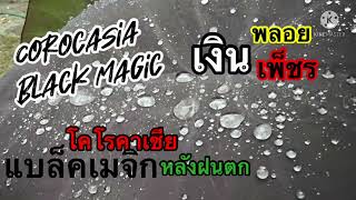 Ep79โคโรคาเซีย แบล็คเมจิก หลังฝนตกสวยมาก