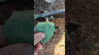 pulverização para mosca branca e ácaro na berinjela #horta