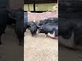 Amazing Pig Farming #enjoyrurallife #naturerurallife #rurallife #mycountrylife #pigfeed