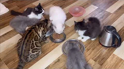 Video 10467161: persian cat, kitten pets catlover cutecat, long hair cat, healthy kittens