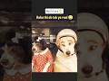 “When Animals Act Like Humans – Real Funny Moments”“Ultimate Real Animal #usashorts #cat #dog #pets