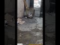 تو این سرما مراقب گنجشک ها باشیم Animal Birds Sparrow گنجشک تو این سرما مراقب گنجشک ها باشیم Animal Birds Sparrow گنجشک