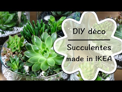 DIY - Créer une décoration de succulentes | tutoriel facile de succulentes made in IKEA #1