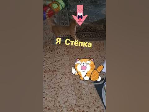 Кот Стёпка спит отдельно#cat #shorts #funnycats - YouTube