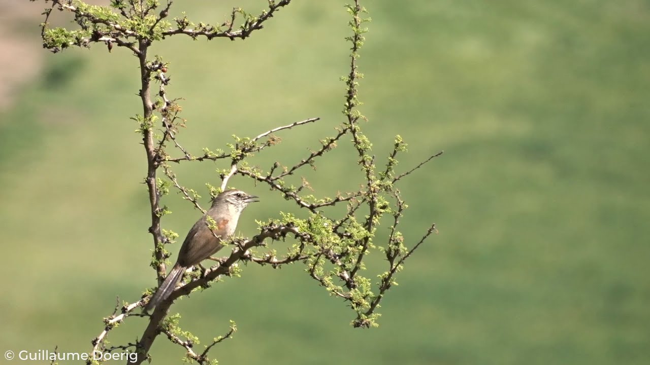 Dusky-tailed Canastero (Pseudasthenes humicola) | Canastero chileno | Canal El Carmen, Huechuraba(2)