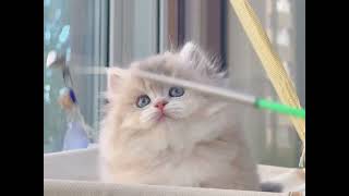 Vanilla - British Longhair Kitten | Soft Lilac Golden Coat #BritishLonghair #Kitten #cat  #CatShorts screenshot 3