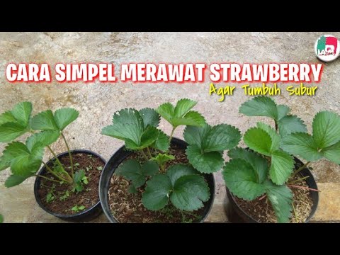 Cara merawat Strawberry Agar Tumbuh Subur