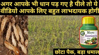 क्या आपके भी धान पीले पड़ रहे है || Paddy || Rice Cultivation || Dhan ki kheti me pilapan