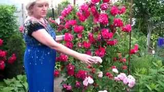 РОЗЫ, ТУИ, ХОСТЫ - ЛАНДШАФТНЫЙ ДИЗАЙН!!!  УКРАШАЕМ ЗАБОРЫ/ ROSES, TUI, the host - LANDSCAPE DESIGN(, 2015-07-03T08:37:04.000Z)