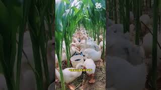 Raising Geese in Cornfields!! Would you love it?