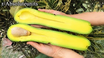 r/AbsoluteUnits | avocadooooooooooooo