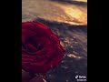 القناعه كنز