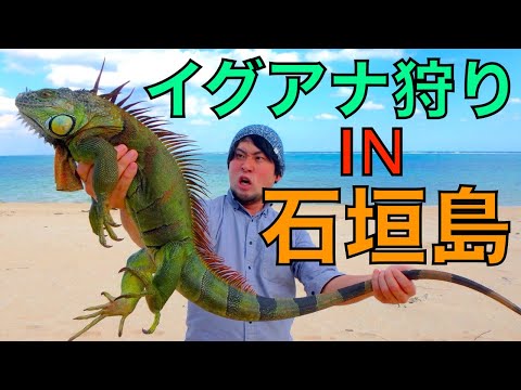 石垣島でイグアナを捕まえて食べる【グリーンイグアナ/外来生物】