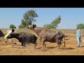 How to breed kundhi buffalo breed complete process  tips  documentary