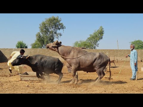 How to Breed Kundhi Buffalo Breed| Complete Process & Tips | Documentary