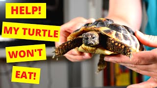 Why Is My Turtle Not Eating? What Should I do? (Vet explains)