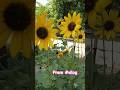 Prem #vilog #flower