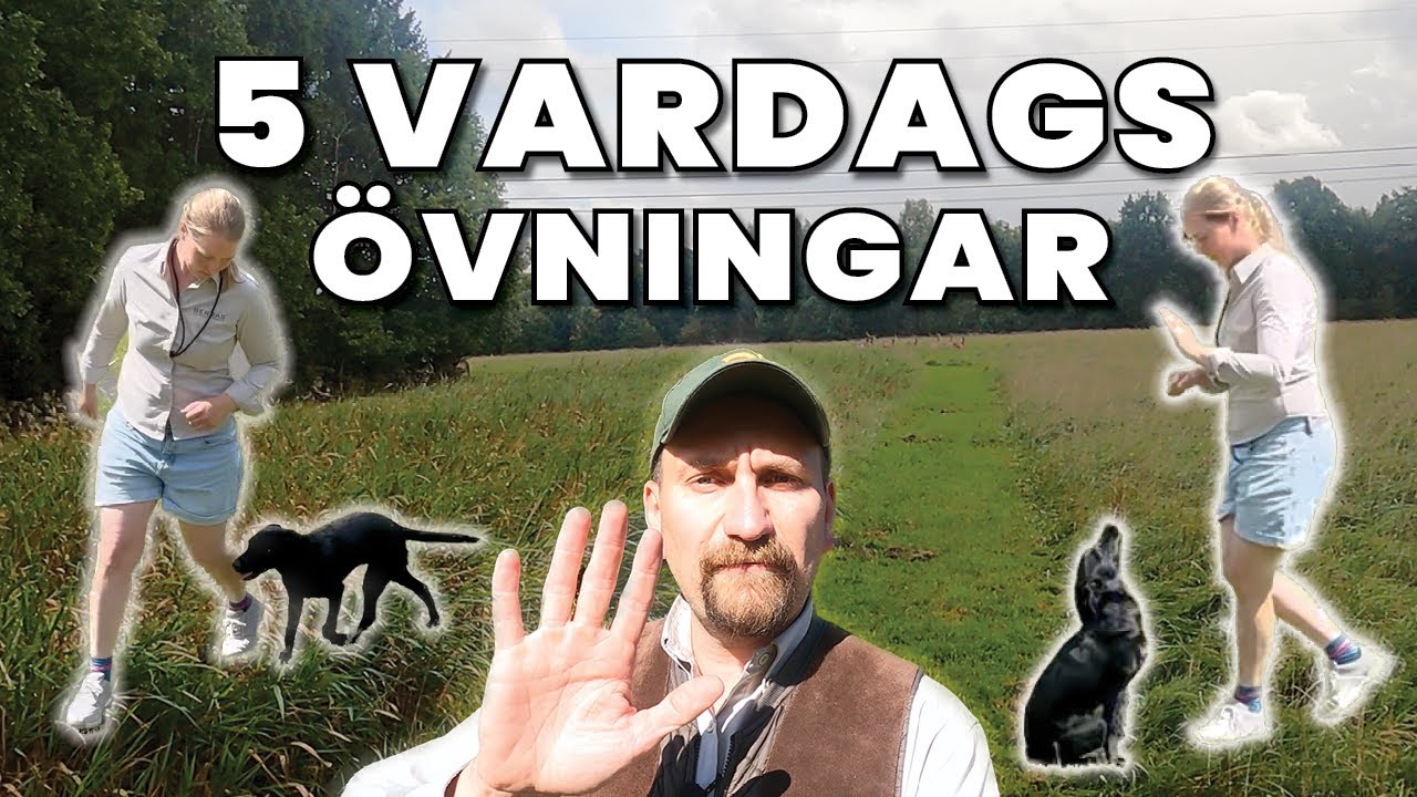 5 Hundträningsövningar att göra VARJE dag