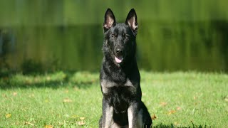 Distractions Make Dogs Better Why "PDS" Is The World Leader In Home Raised Personal Protection Dogs?