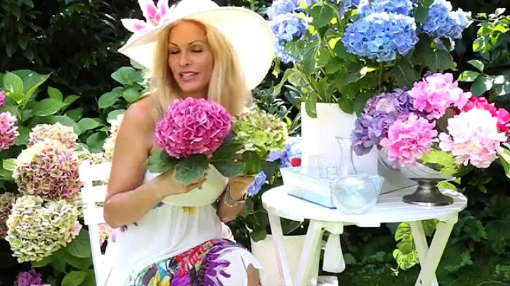 SONYA'S SECRETS: Konserviere den Sommer - Hortensien trocknen!