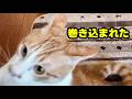 【猫】鳥が来なくてイライラ…お父さんが巻き込まれました