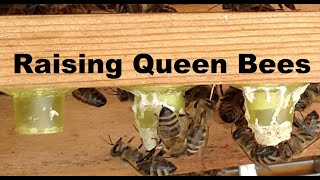 Raising Queen  Bees Episode 1