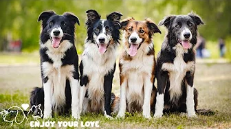 DOG TV: Video Keep Dogs Entertain & Calm When Home Alone - Best All-Day Relaxing Music for Dogs