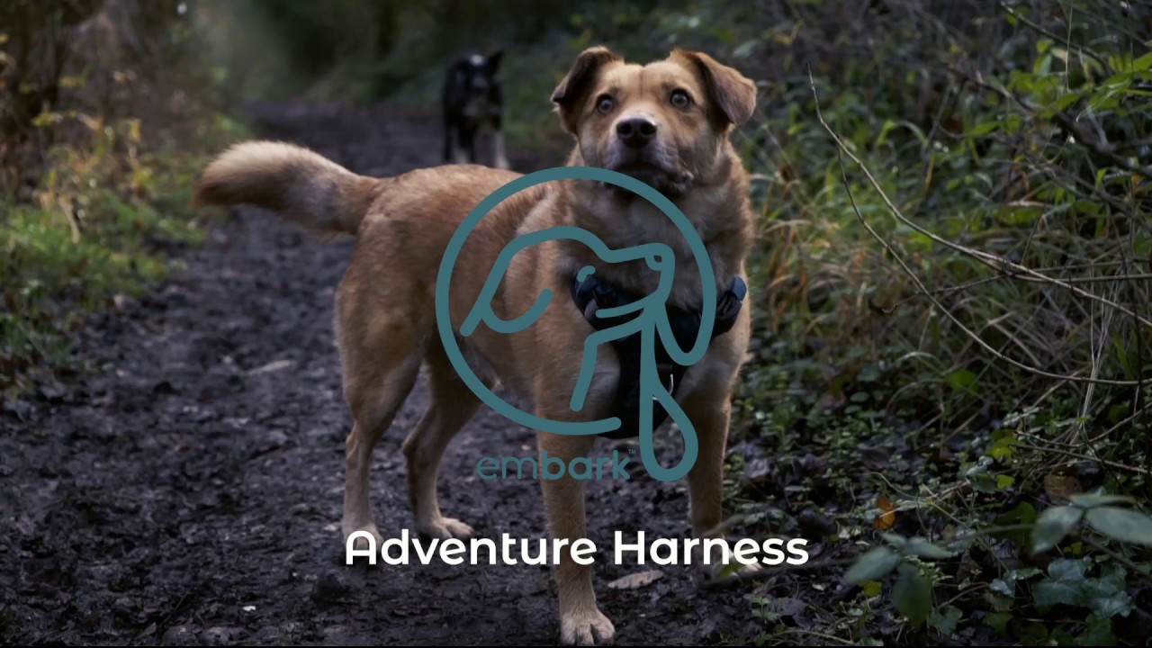 embark dog harness