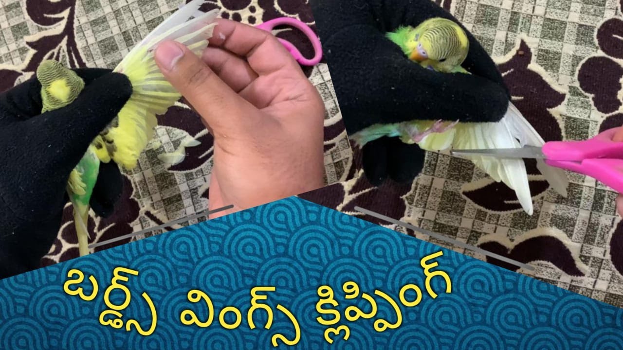 Bird’s Feathers Trimming Tips || Right Way of Feather Trimming of Bird’s