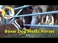 VERY CUTE Boxer Dog Meets Horses ❤️❤️❤️ (eng subtitle)