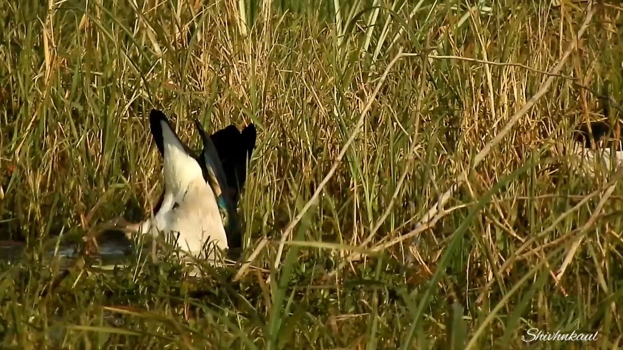 Knob-billed/ Comb Duck @ Keoladeo, Bharatpur. 