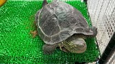 クサガメの んがめ姐さん クサガメの んがめ姐さん