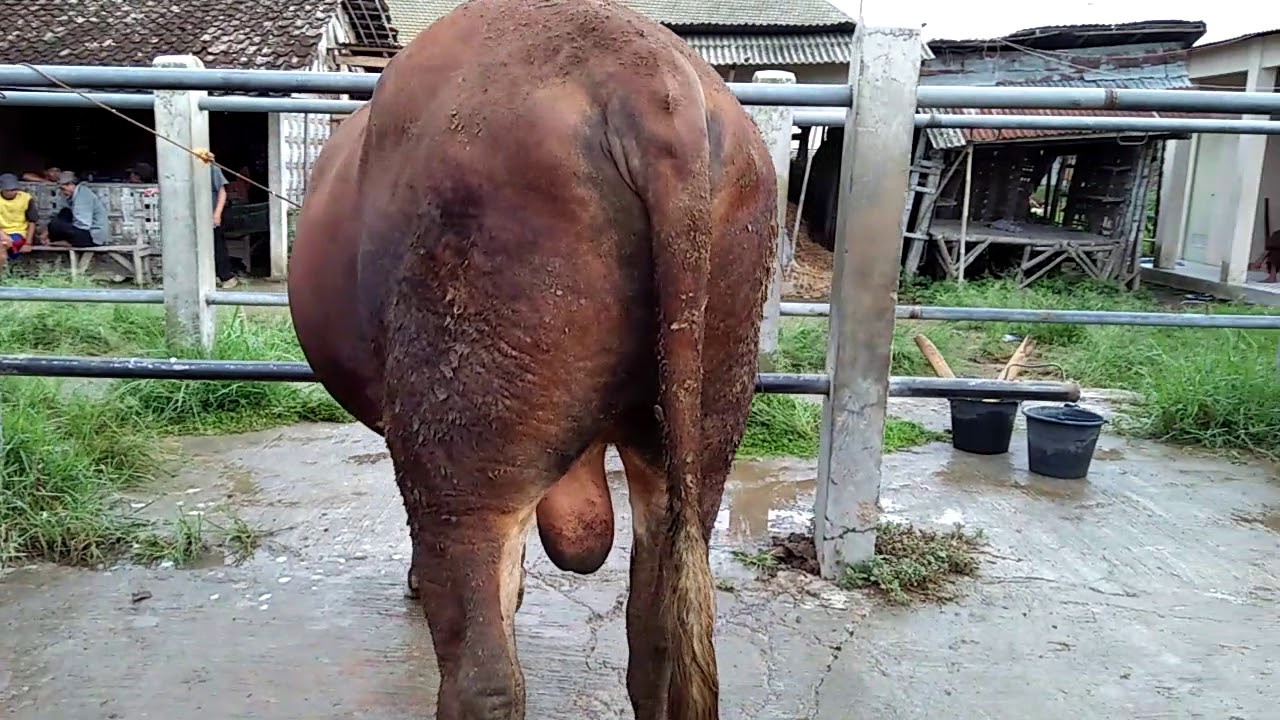 Sapi limousin dan Simental hasil penggemukan dari petani di Magetan