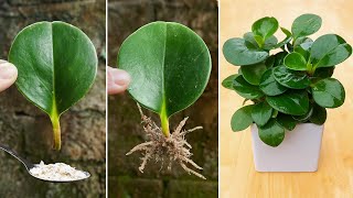 Roots and shoots grow too fast from this leaf | Breeding Baby Rubber Plant | Indoor Plants