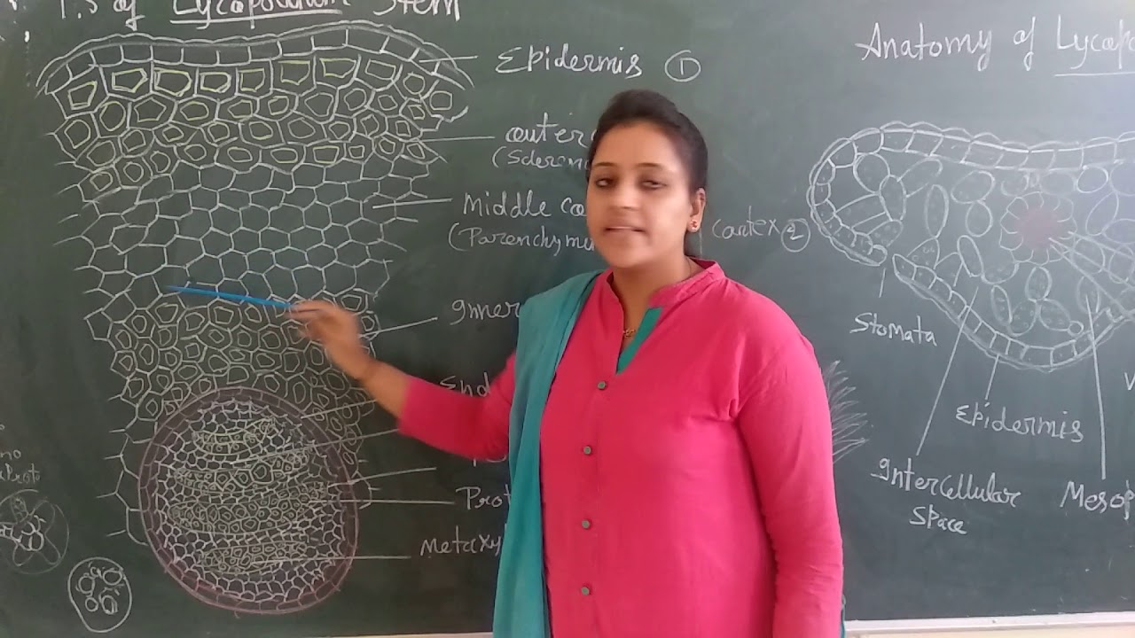 Lycopodium stem (Anatomy)