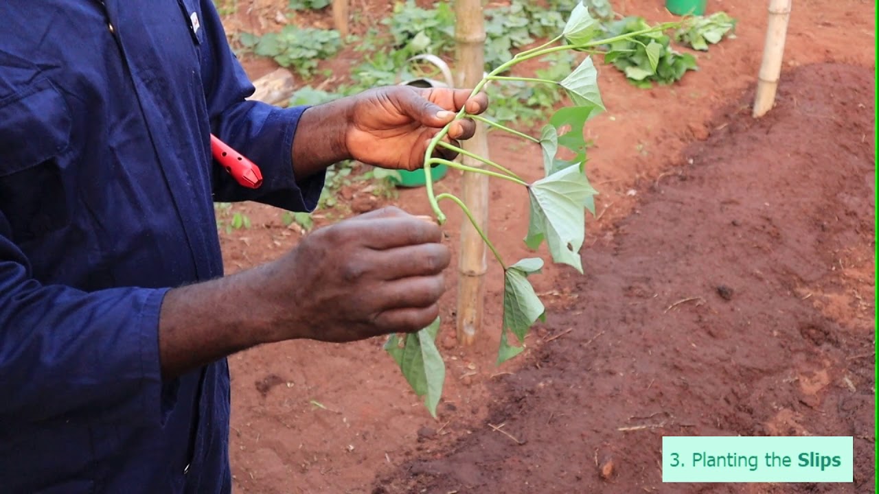 Planting Sweet Potatoes From Slips