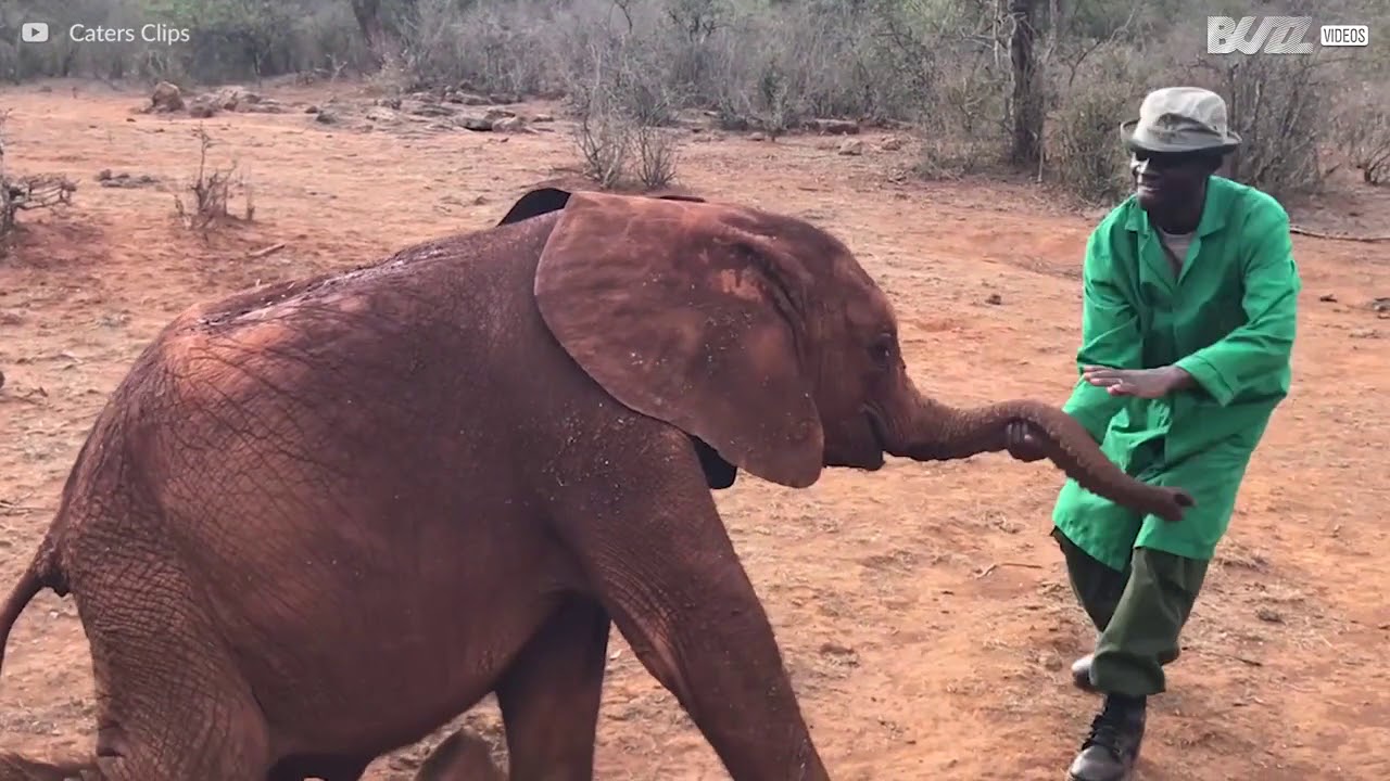 超かわいい 飼育員とダンスする赤ちゃんゾウ Youtube 超かわいい 飼育員とダンスする赤ちゃんゾウ Youtube