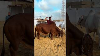 Bodybuilder cow ? mashallah ? ￼ syedfahad animals cowvideos cute