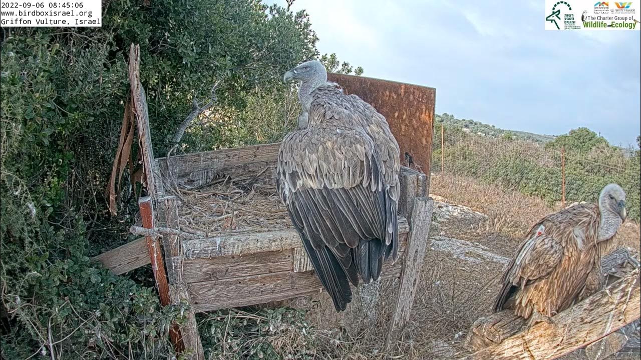 Griffon Vultures hang out next to nest. YouTube