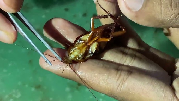 Katta kokraklarda nipellarni tiklang