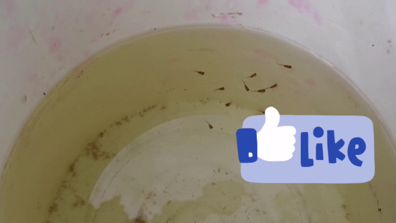 Como son los Alevines de tilapias recién nacidos