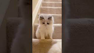 balapan lari 😅😅 #cat #imut #cats #kucinglucu #kucing #lucu #gemes #kitten #cute